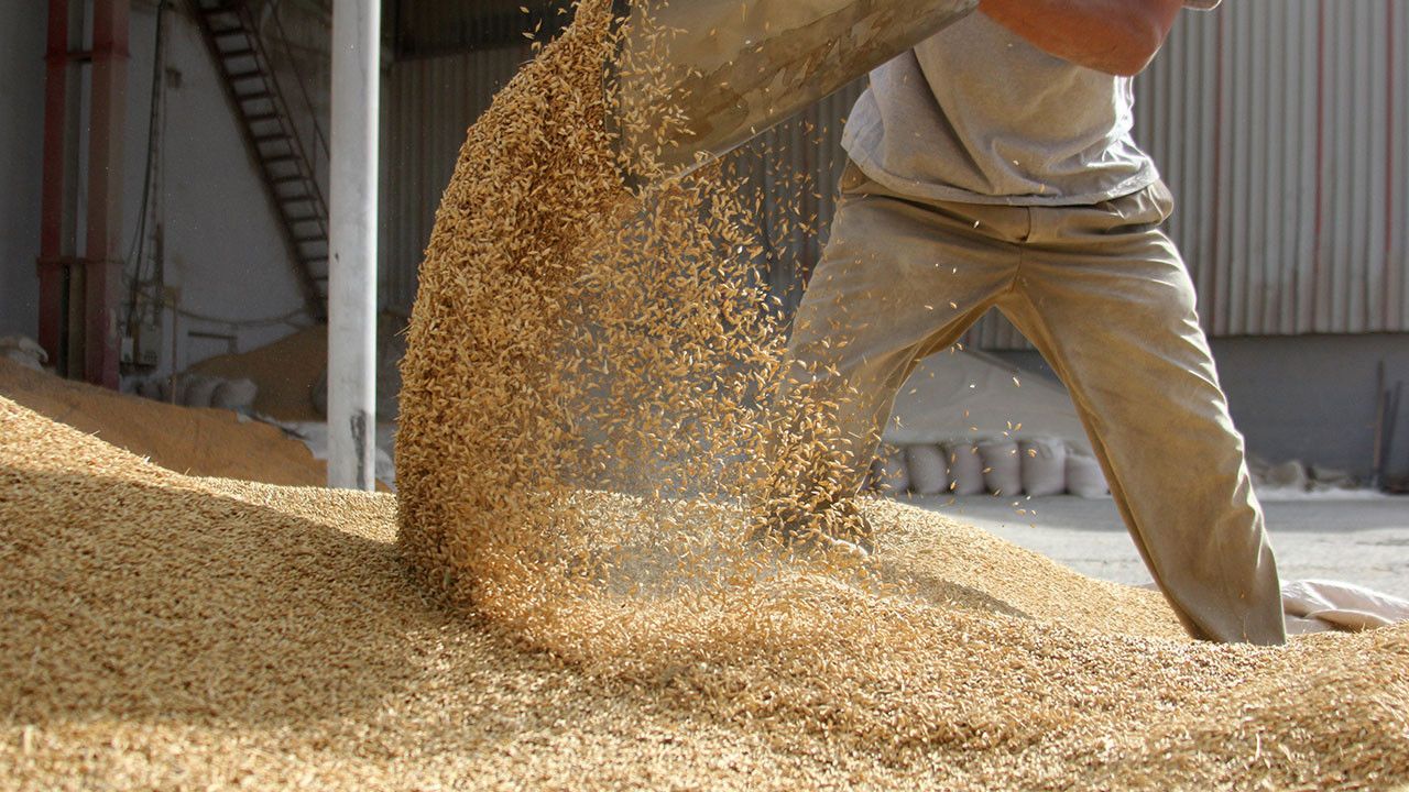 Uşak Ticaret Borsası'nda Makarnalık Buğdayın Kilogramı En Düşük 6,70 Liradan İşlem Gördü
