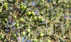 Uşak’ta Zeytin Üreticisine Yüzde 50 Hibeli Destek