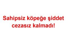 Sahipsiz köpeğe şiddete idari para cezası