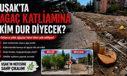 Uşak'ta İnşaat Uğruna Ağaç Katliamı Bitmek Bilmiyor