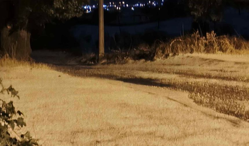 Ceviz Gibi Dolu Yağdı