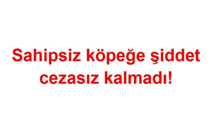 Sahipsiz köpeğe şiddete idari para cezası