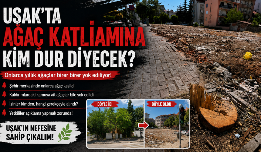 Uşak'ta İnşaat Uğruna Ağaç Katliamı Bitmek Bilmiyor